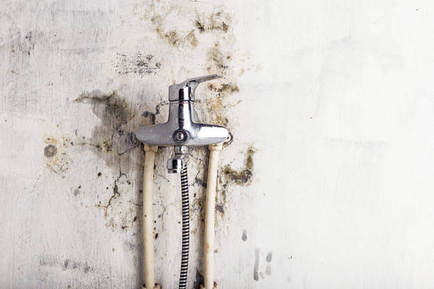 Best Residential Mold Remediation in Maugansville, MD