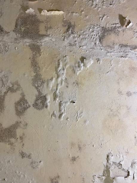 Best Emergency Mold Remediation in Maugansville, MD